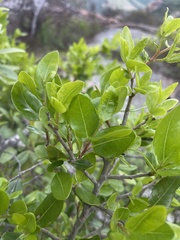 Apodytes dimidiata dimidiata