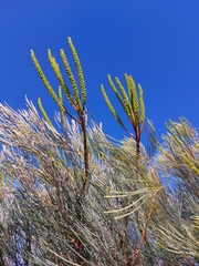 Grevillea candelabroides