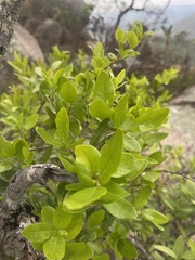 Apodytes dimidiata dimidiata