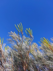 Grevillea candelabroides