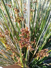 Juncus acutus