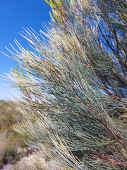 Grevillea candelabroides