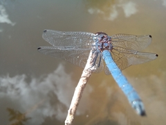 Trithemis dorsalis