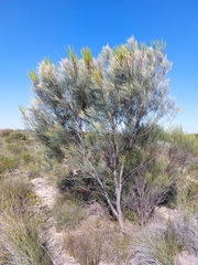 Grevillea candelabroides