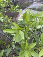 Pterocelastrus echinatus
