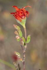 Drosanthemum lavisii