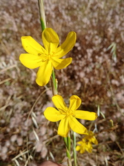 Moraea lewisiae