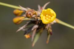 Bobartia longicyma