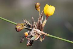 Bobartia longicyma