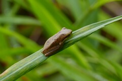 Litoria fallax