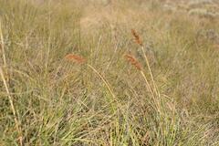 Capeochloa
