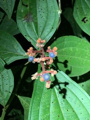 Miconia nervosa