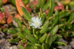 Mesembryanthemum longistylum