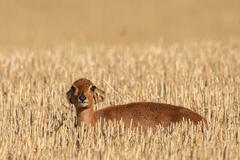 Raphicerus campestris