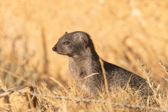 Herpestes pulverulentus