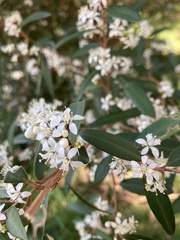 Nematolepis squamea squamea