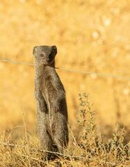 Herpestes pulverulentus