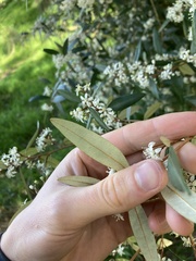 Nematolepis squamea squamea