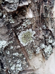 Phaeophyscia orbicularis
