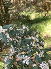 Nematolepis squamea squamea