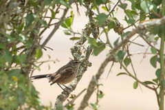 Cercotrichas coryphoeus