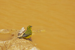 Crithagra flaviventris