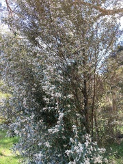 Nematolepis squamea squamea