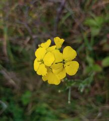 Erysimum odoratum