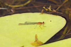Austrocnemis splendida