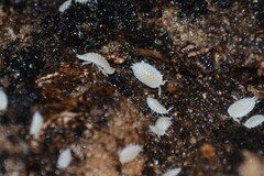 Platyarthrus hoffmannseggii