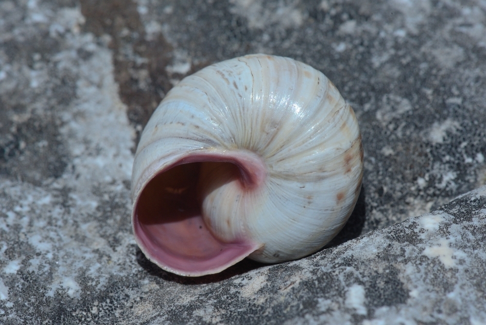 Maculariini