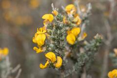 Aspalathus laricifolia