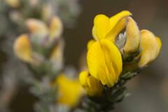 Aspalathus laricifolia