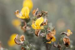 Aspalathus laricifolia