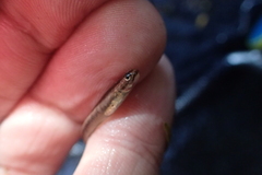 Stiphodon