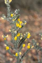 Aspalathus laricifolia