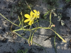 Moraea fugax