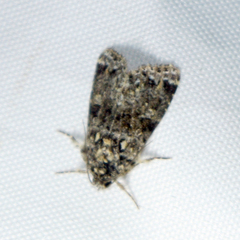 Callopistria latreillei