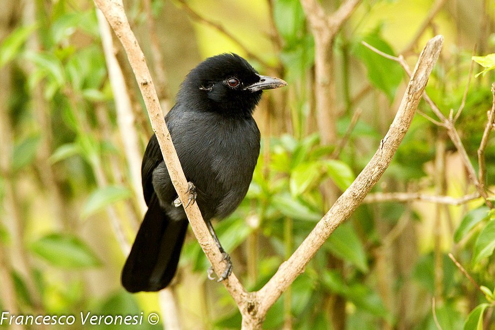 Slate-colored Boubou photo