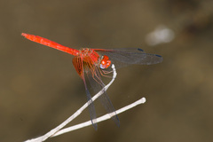 Dythemis maya