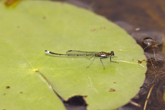 Austrocnemis splendida