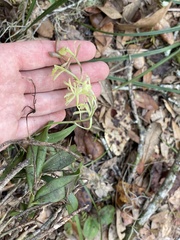 Epidendrum conopseum