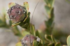 Leucadendron coriaceum