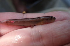 Sicyopterus
