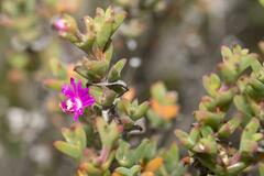 Drosanthemum asperulum