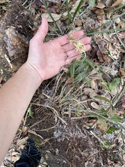 Epidendrum conopseum