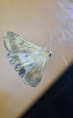 Helicoverpa punctigera