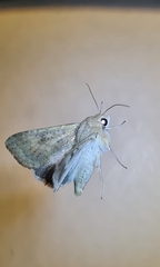 Helicoverpa punctigera