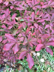 Enkianthus perulatus