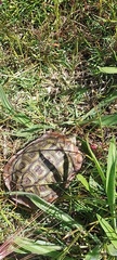Homopus areolatus